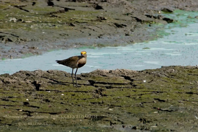 175 Brown-chested Lapwing.JPG