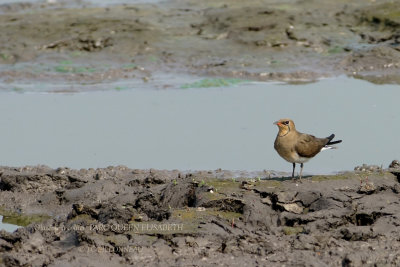 176 Collared Pratincole.JPG