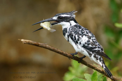 182 Pied Kingfisher male.JPG