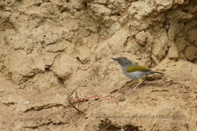 183 Grey-backed Camaroptera.JPG