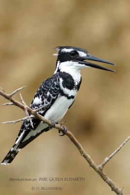 184 Pied Kingfisher male.JPG