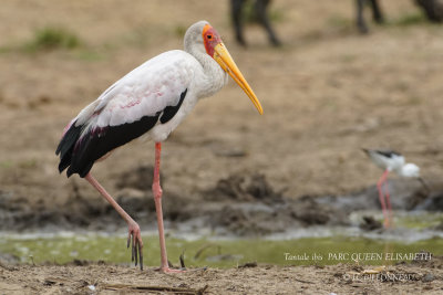 185 Yellow-billed Stork.JPG