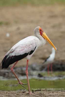 186 Yellow-billed Stork.JPG