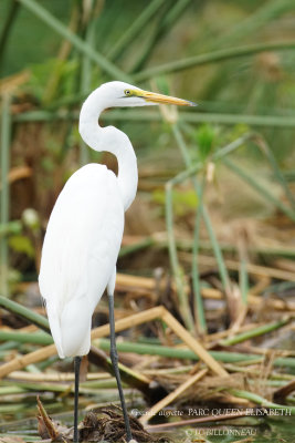 187 Great Egret.JPG