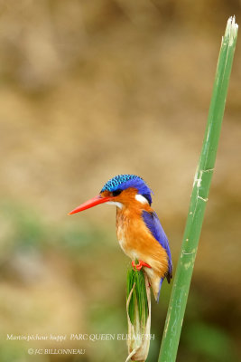 189 Malachite Kingfisher.JPG