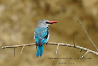 190 Woodland Kingfisher.JPG