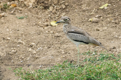 192 Water Thick-knee.JPG