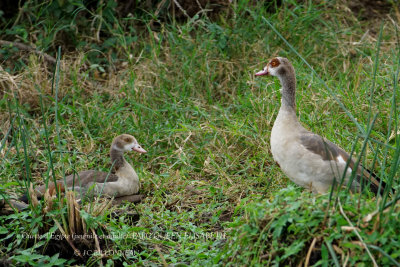 194 Egyptian Goose (juvenile and adult).JPG