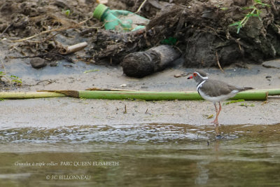 195 Three-banded Plover.JPG