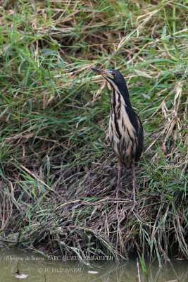 197 Dwarf Bittern.JPG