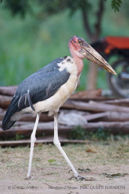 198 Marabou Stork.JPG