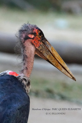 199 Marabou Stork.JPG