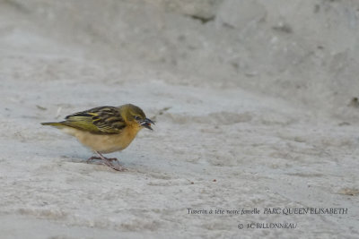 201 Black-headed Weaver female.JPG