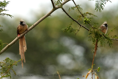 202 Speckled Mousebird.JPG