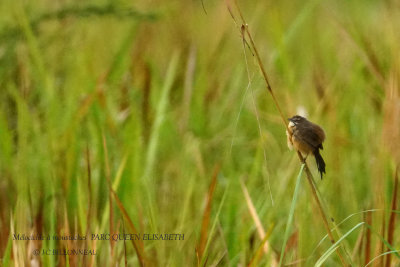 204 Moustached Grass Warbler.JPG