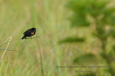 206 Fan-tailed Widowbird male.JPG