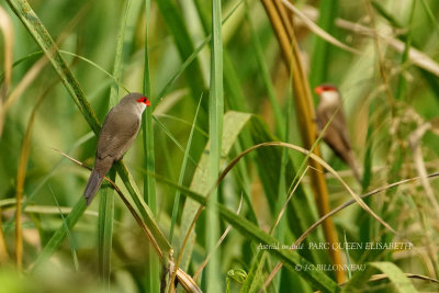 207 Common Waxbill.JPG