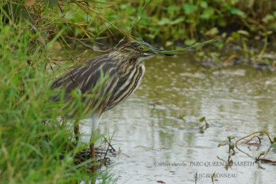 208 Squacco Heron.JPG