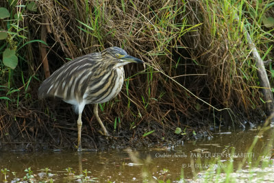 209 Squacco Heron.JPG