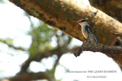 212 Striped Kingfisher.JPG