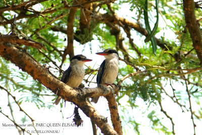 213 Striped Kingfisher.JPG