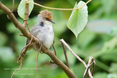 214 Red-fronted Prinia.JPG