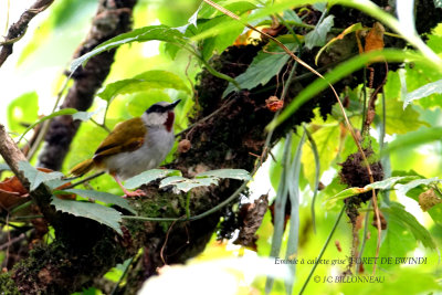 216 Grey-capped Warbler.JPG