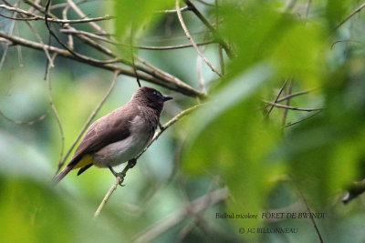 218 Dark-capped Bulbul.JPG