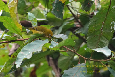 220 Northern Yellow White-eye.JPG