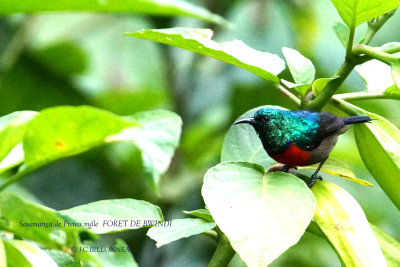 221 Northern Double-collared Sunbird male.JPG