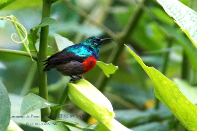 222 Northern Double-collared Sunbird male.JPG