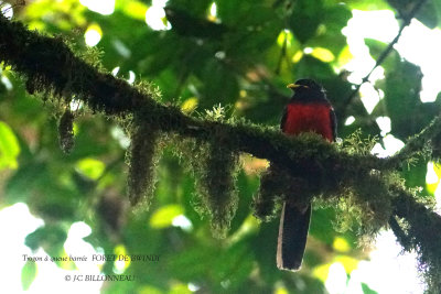 224 Bar-tailed Trogon.JPG