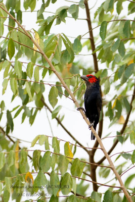 226 Red-faced Barbet.JPG