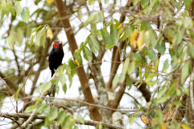 227 Red-faced Barbet.JPG