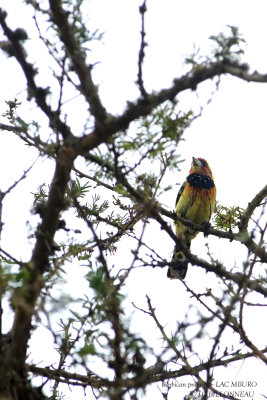 228 Crested Barbet.JPG