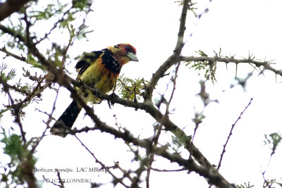 229 Crested Barbet.JPG