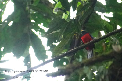 225 Bar-tailed Trogon.JPG