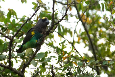 231 Meyer's Parrot.JPG