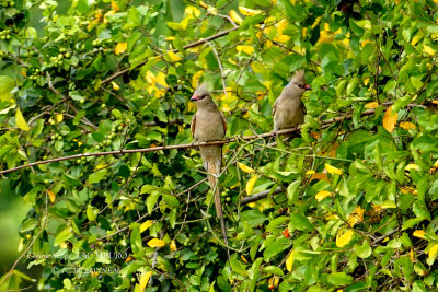 233 Blue-naped Mousebird.JPG