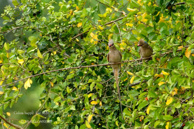 234 Blue-naped Mousebird.JPG