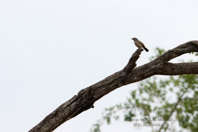 236 Brown Babbler.JPG