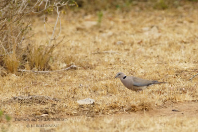 237 Ring-necked Dove.JPG