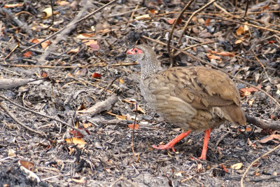 238 Red-necked Spurfowl.JPG