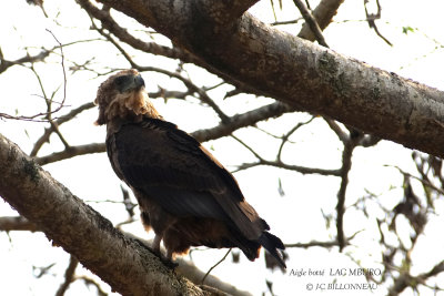 239 Booted Eagle.JPG