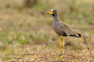 242 African Wattled Lapwing.JPG