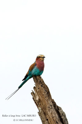243 Lilac-breasted Roller.JPG