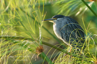 244 Striated Heron.JPG