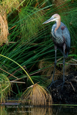 245 Goliath Heron.JPG