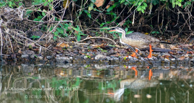 247 African Finfoot female.JPG