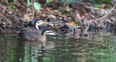 248 African Finfoot.JPG